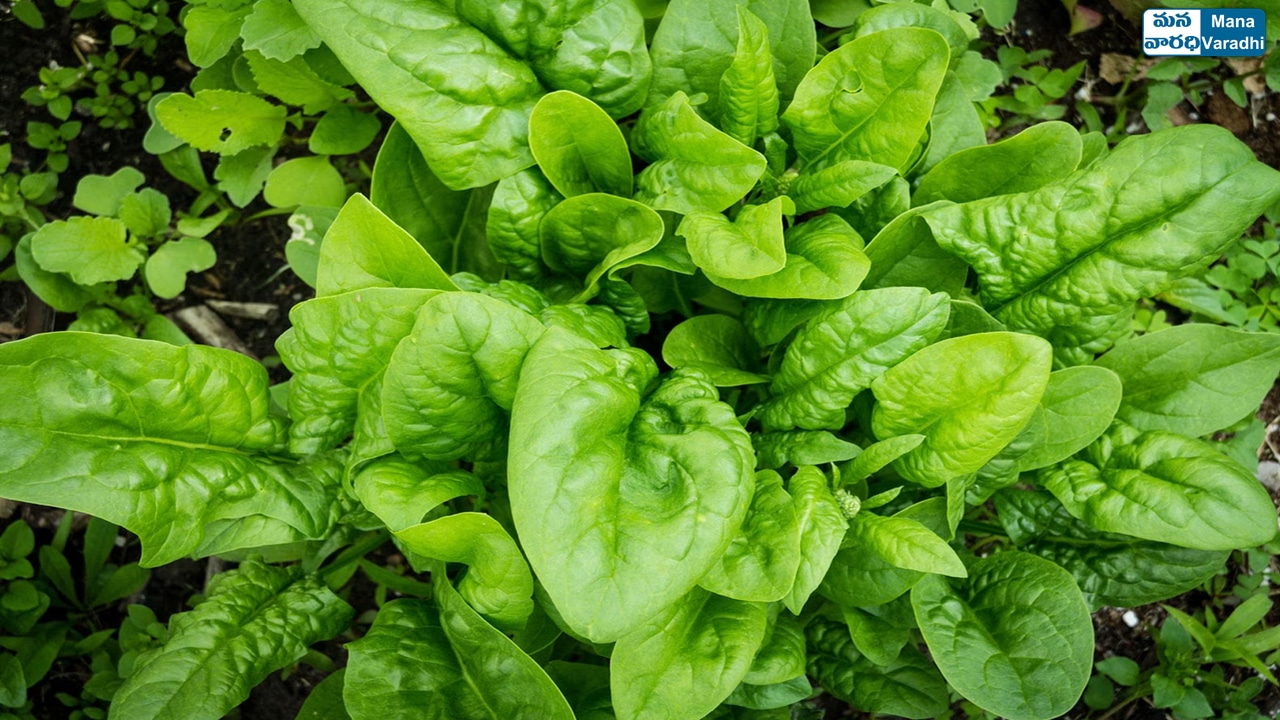 Health benefits and nutritional value of spinach