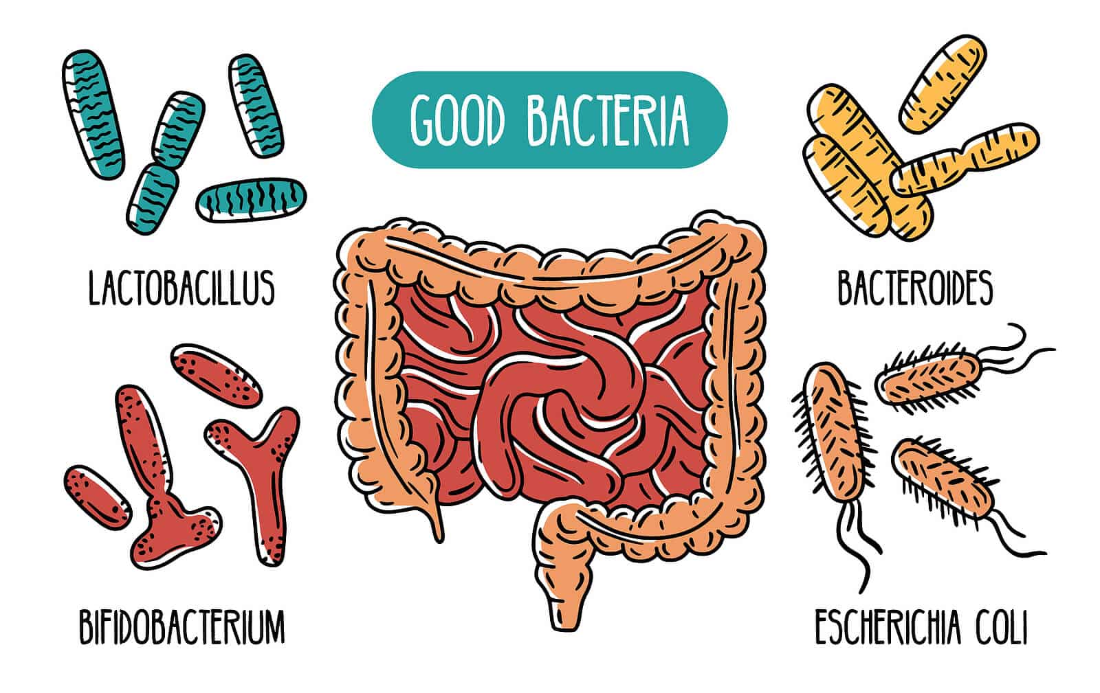 GUT BACTERIA HEALTH