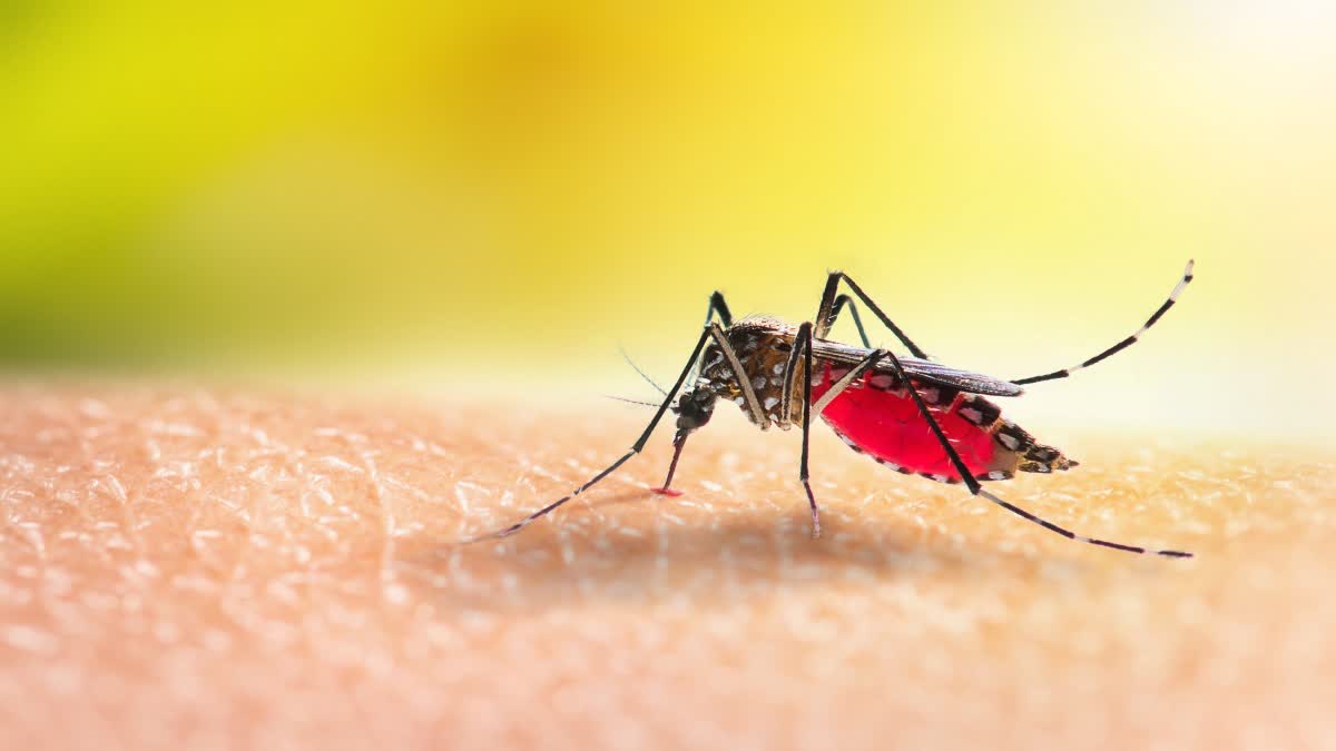TIPS TO PREVENT MOSQUITO BITES