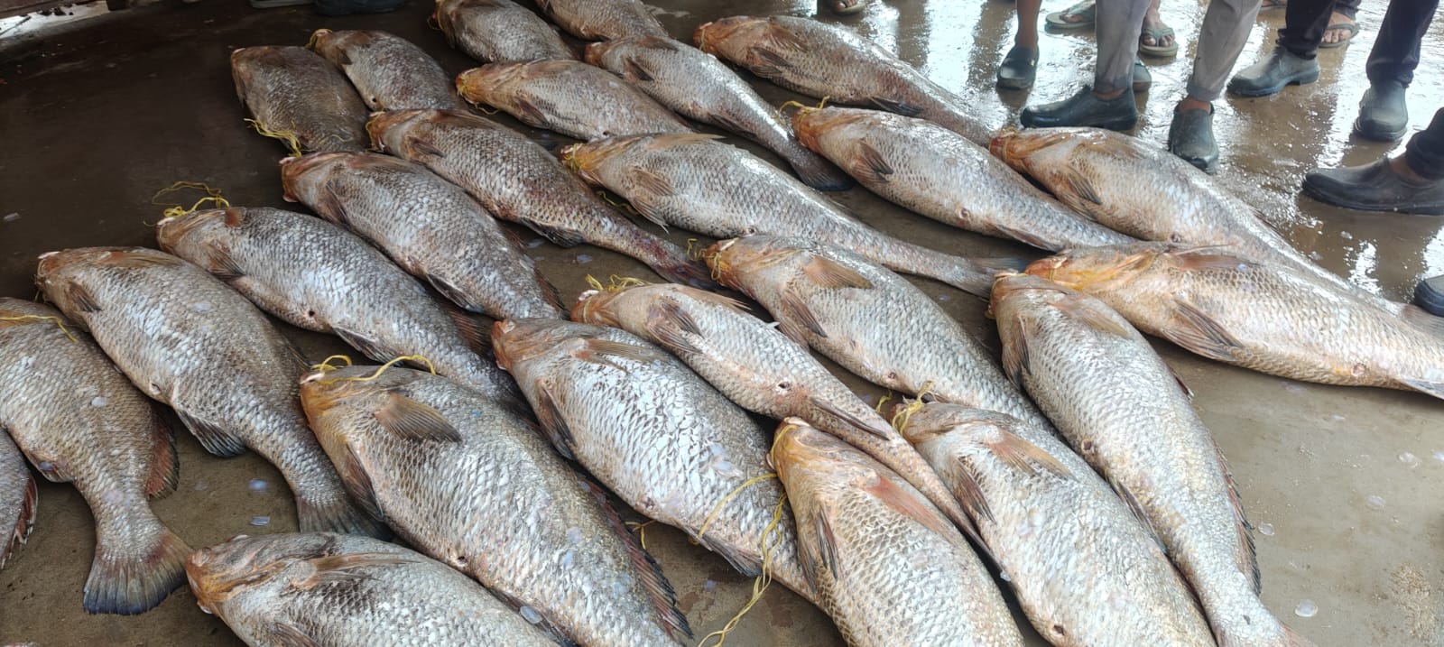 Telia Bhola fish